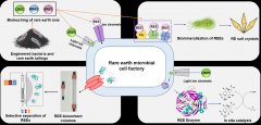 清华大学化学系张洪杰团队建立稀土矿生物分离